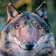 Аватар пользователя SharpWalk