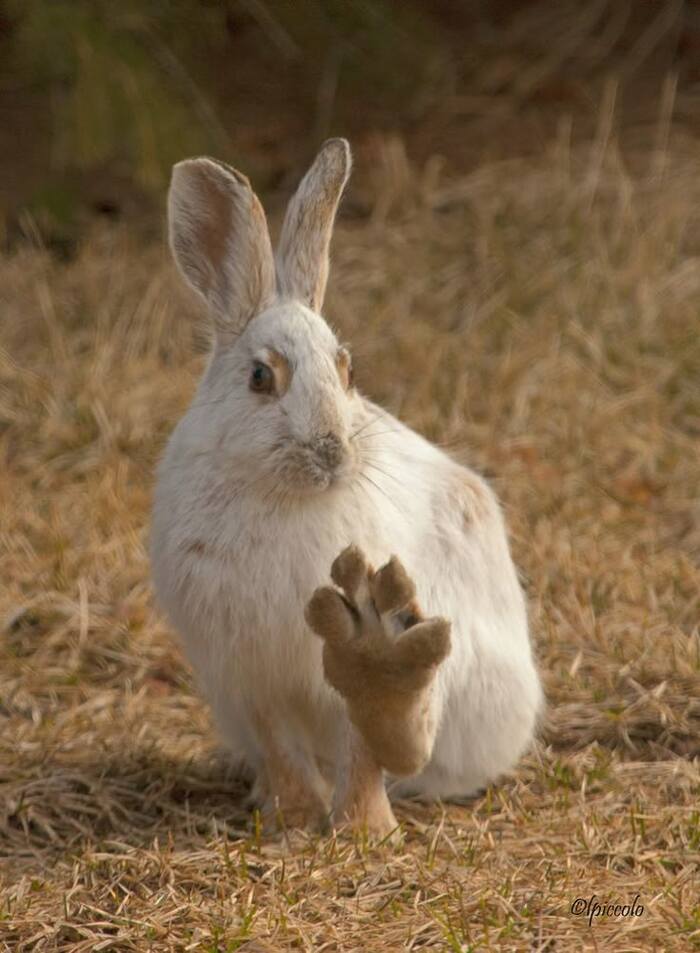 Как люди научились считать? Детская литература, Образование, Культура, Воспитание детей, Детский журнал, Лучик, Длиннопост