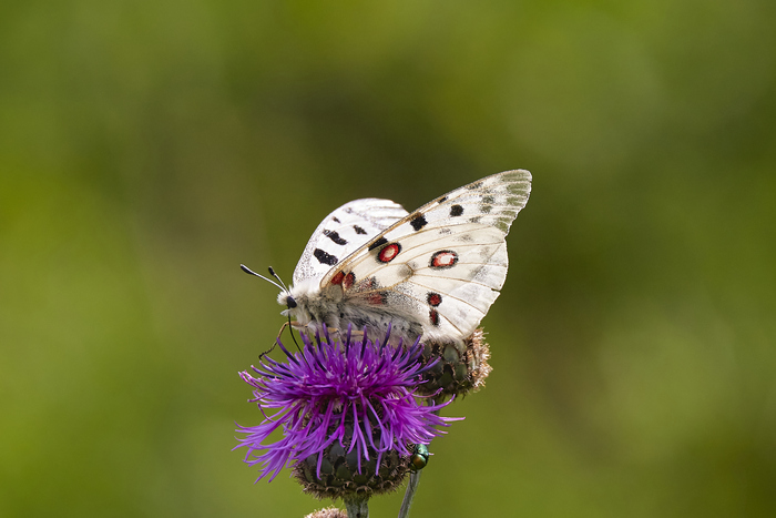  - Parnassius apollo , , , , , 