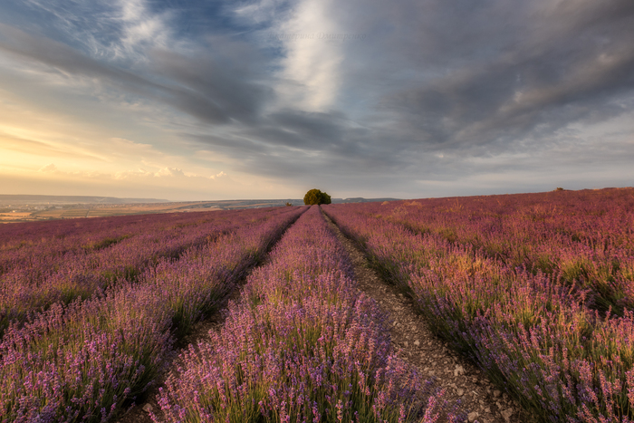 Ах, лаванда!