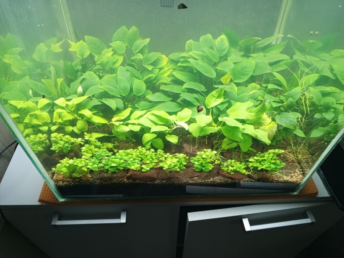 Вот и наши растения Анубиас нано петит самые крохи на первом плане , за ними идут Аннубиас золотой у них интересные листья лимонного цвета.И весь задний фон Анубиас бартера.