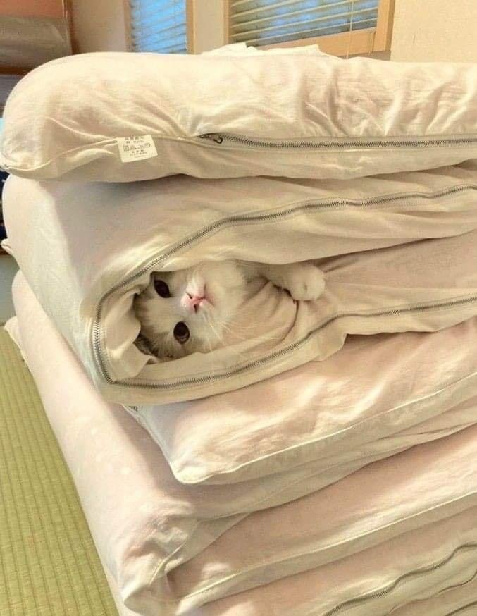   , 