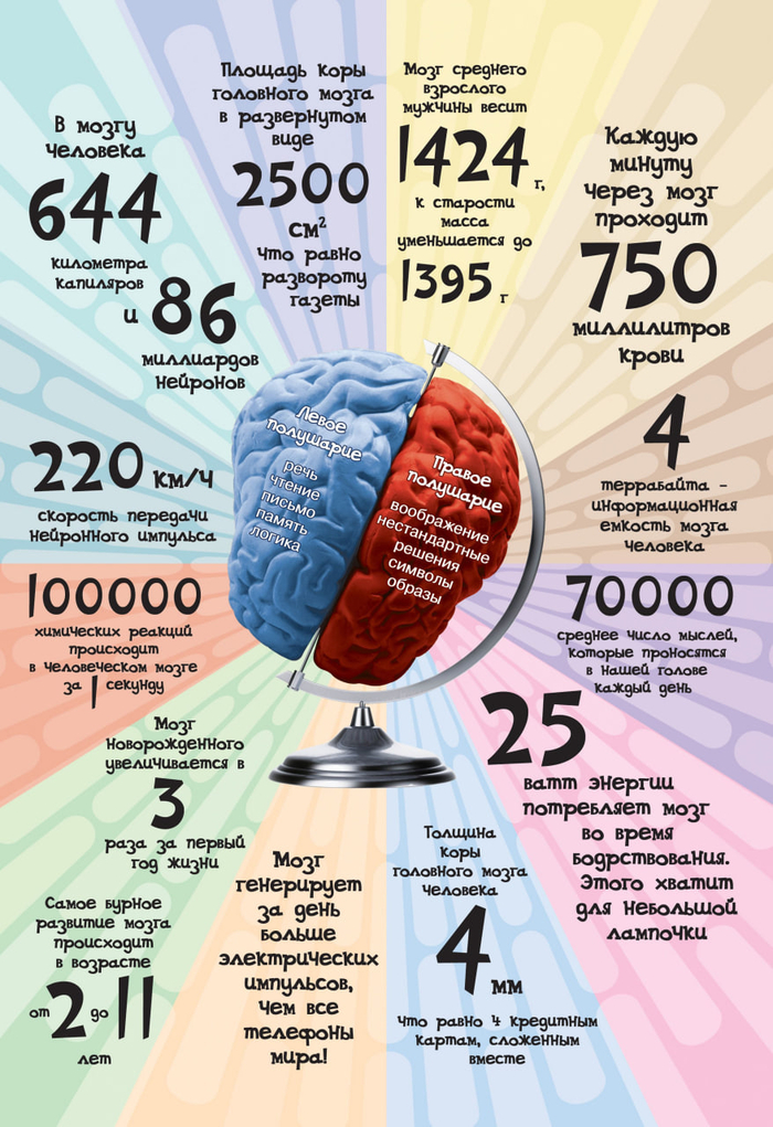 ЧТО НУЖНО ЗНАТЬ О МОЗГЕ ЕГО ВЛАДЕЛЬЦУ?
