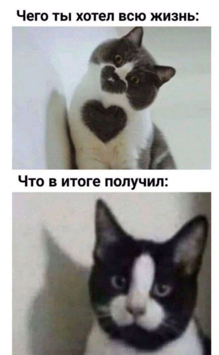   ,   ,   , , , Telegram ()