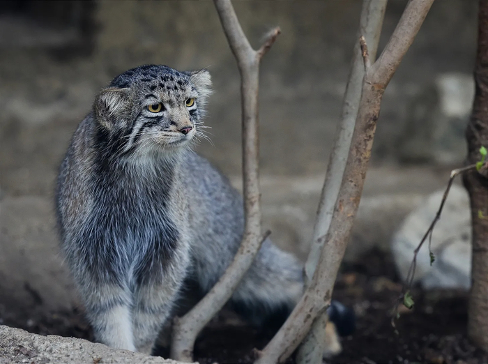 Внук Бола, Нагому. На фотографии он на месте своего рождения, в зоопарке Kobe Animal Kingdom.