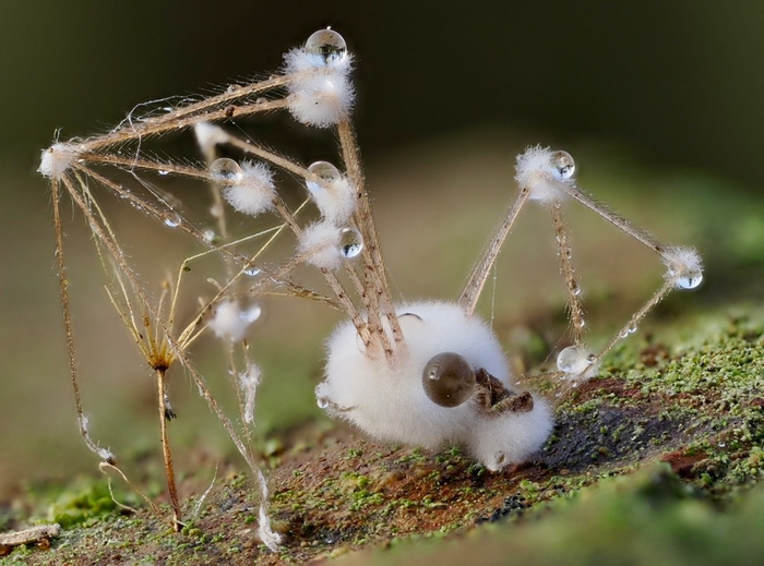 Лишь лапки напоминают о том, что когда-то это было живым существом.
