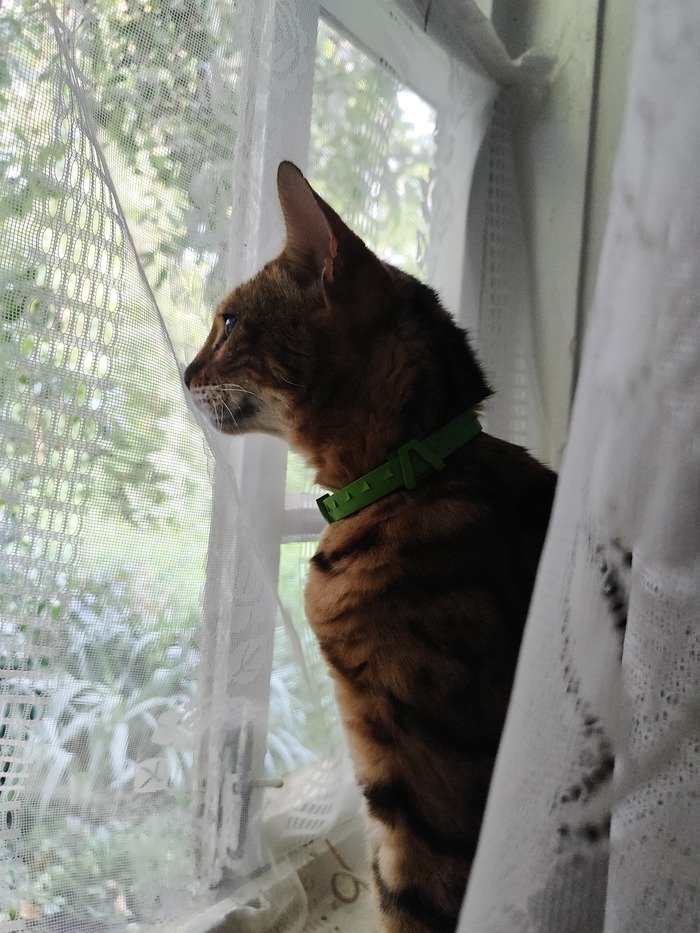 Кошка очень довольна.