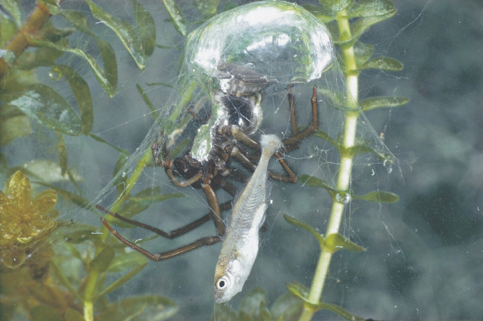 Несёт добычу домой, наверное у него там интересный фильм уже готов и чипсики.