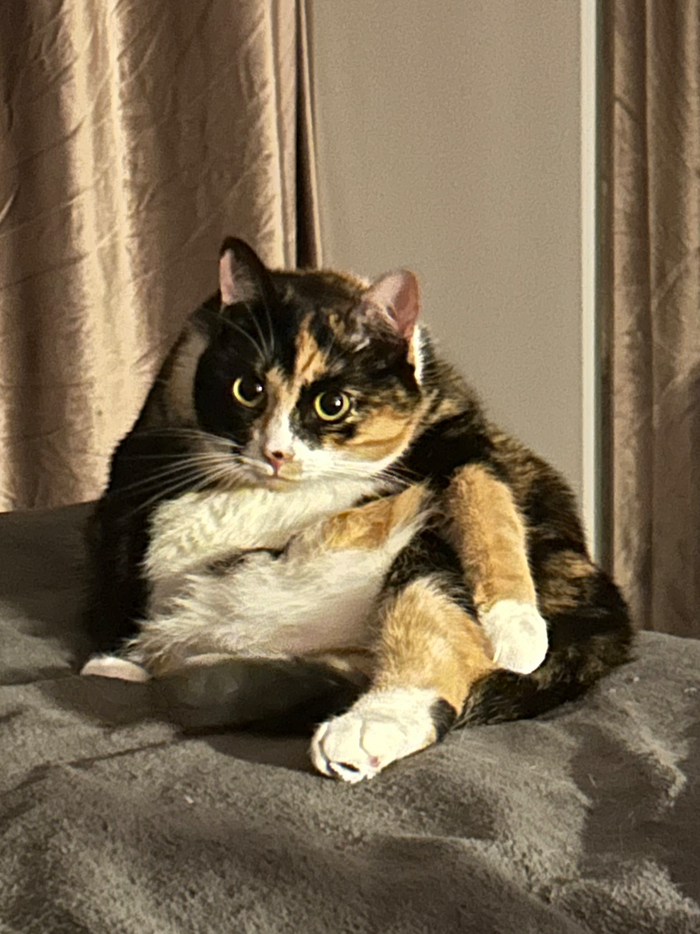 Чо по кормику, кожаный?