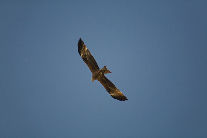 Рандомная птичка