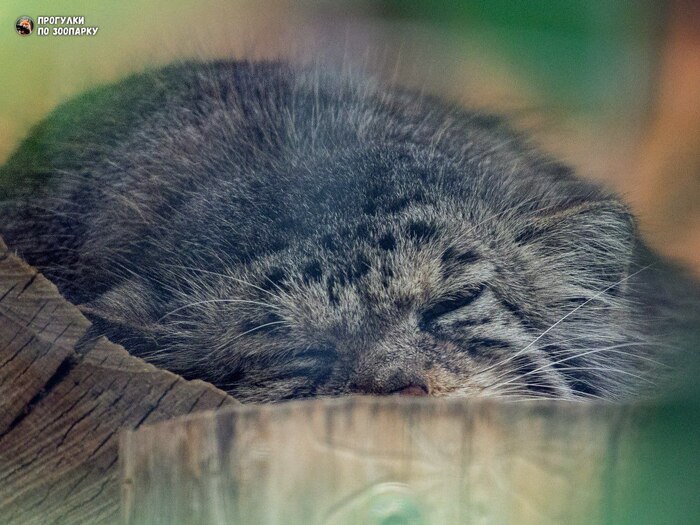 Добрых снов от Намики