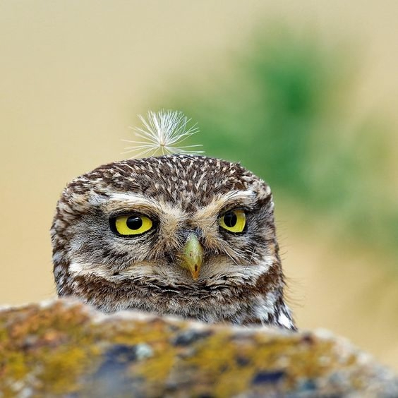 Ваше Совочество