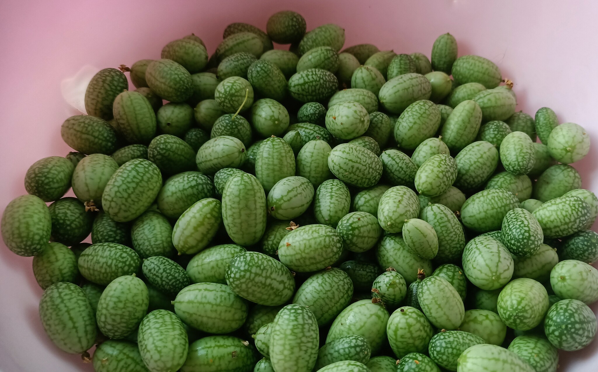 African cucumbers have grown - The photo, Vegetables, My