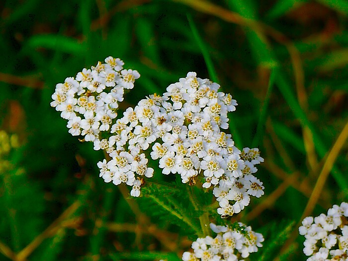 Полевые цветы