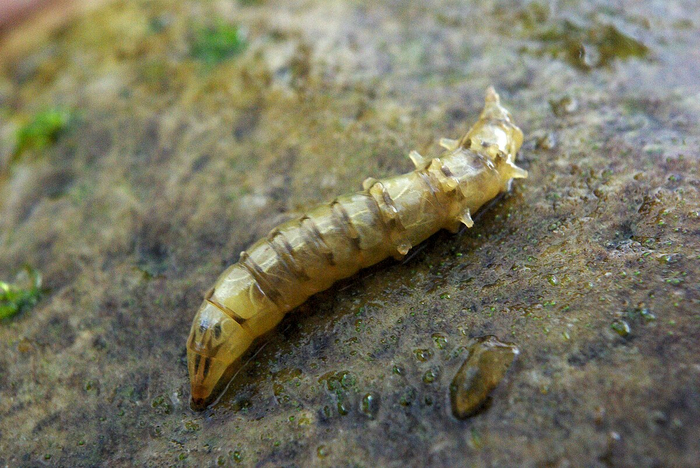 Эта колбаса кажется безобидной, но на деле личинки слепней способны охотиться на добычу размером с себя!