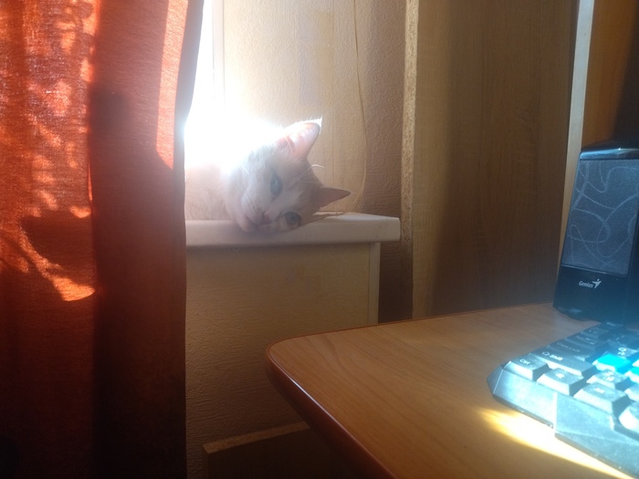 Грустный кот