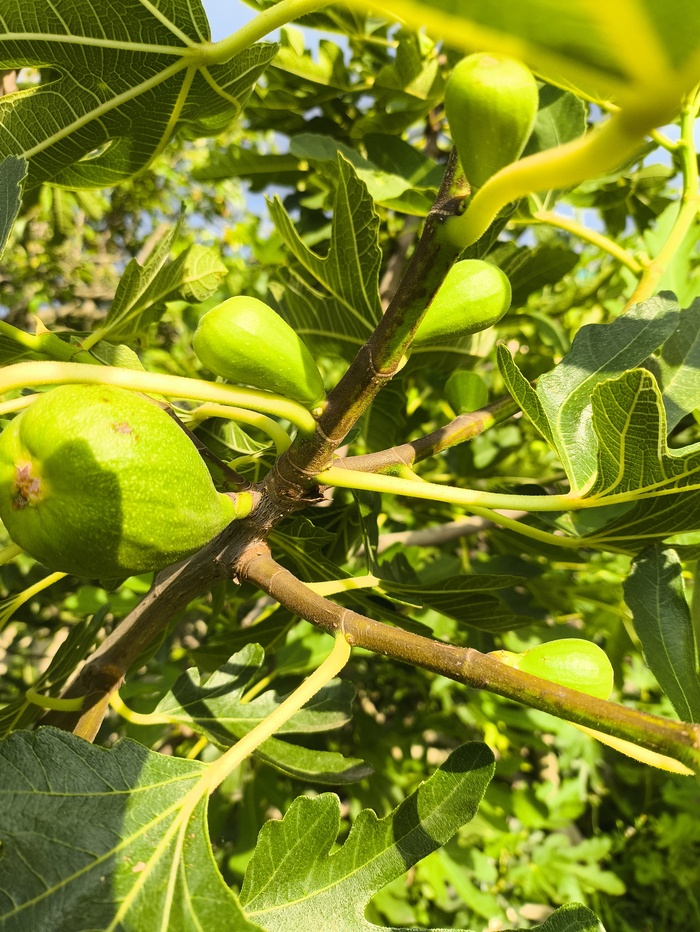 Вечером можно готовить ужин прямо в мангале