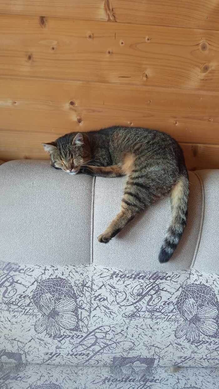 У него толстые окорочка.