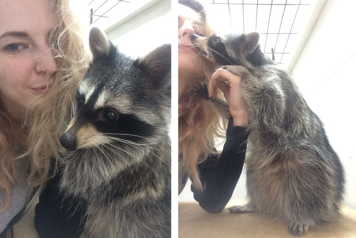 Енотика я приручала сама, она первое время жила у меня дома, пока ей строили большой вольер