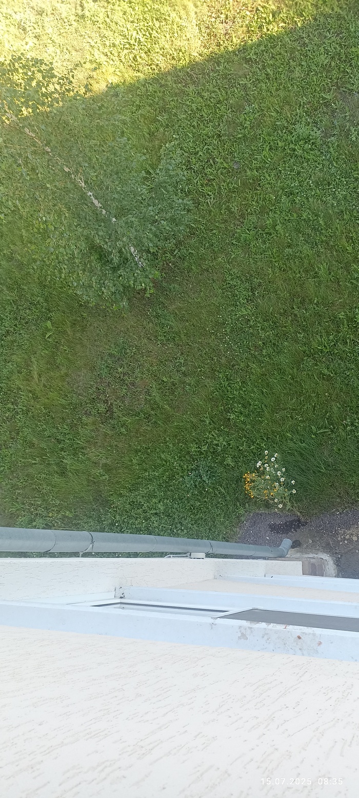 Половина люмпены, половина жемульпенов. Эх раньше футбольное поле так не зарастало