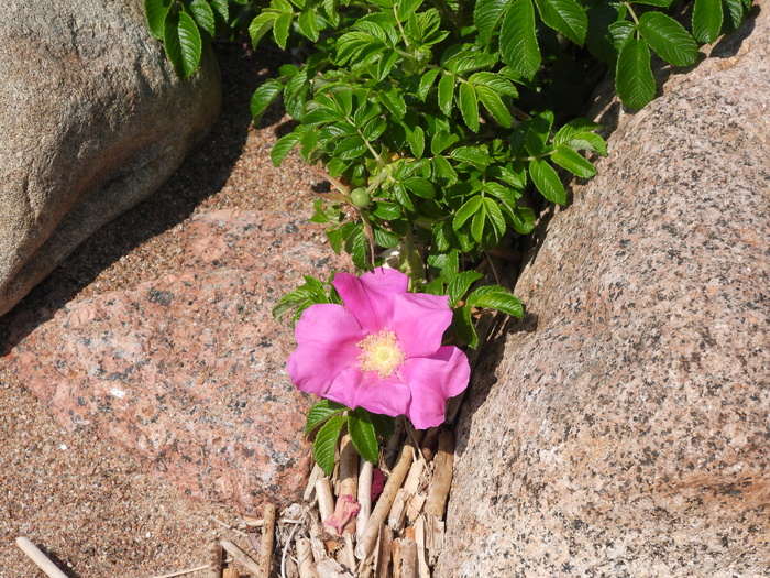 Фото Л. Головневой.
