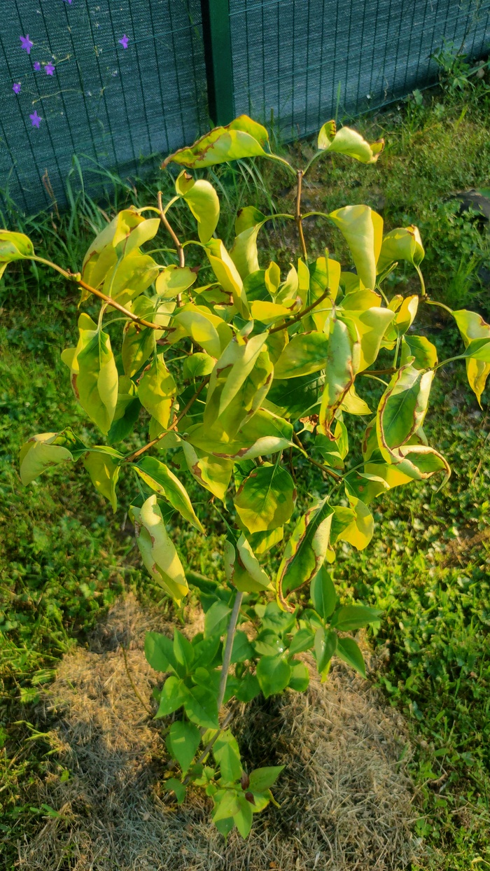        , , , 