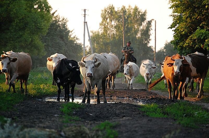 Травка есть? А если найдем?!