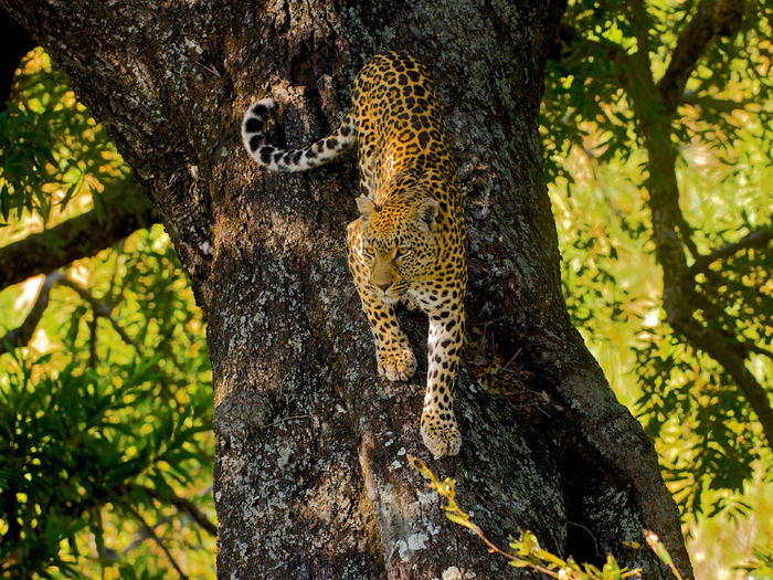 Леопард не любит плавать. Иль в речной пучине боится сгинуть, иль лапы намочить. Неведомо.
