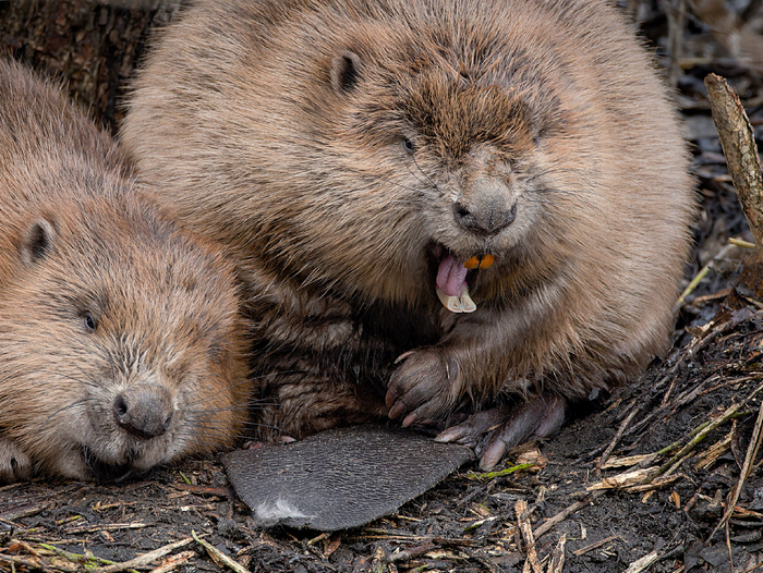 Природа подарила бобру самозатачивающиеся резцы твёрдости напильника. Иначе как бы он целые деревья валил?