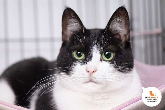 Кошка Шелли