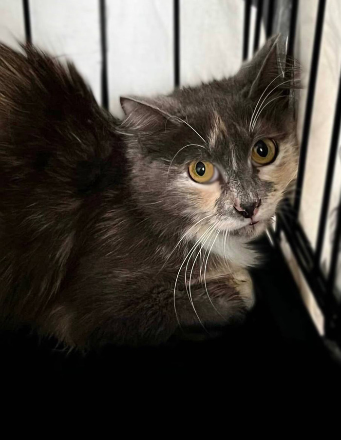 Кошечку Анфису возвращают на улицу...