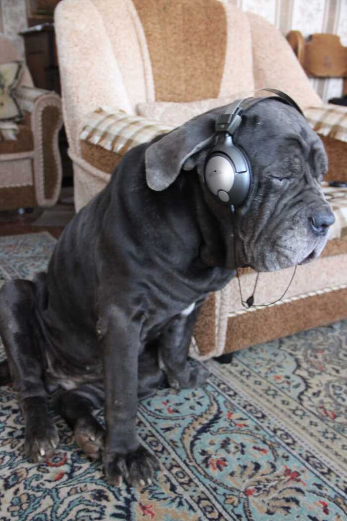 Любимая собака