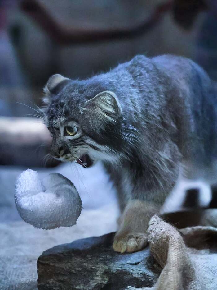 Вингардиум левиоса!