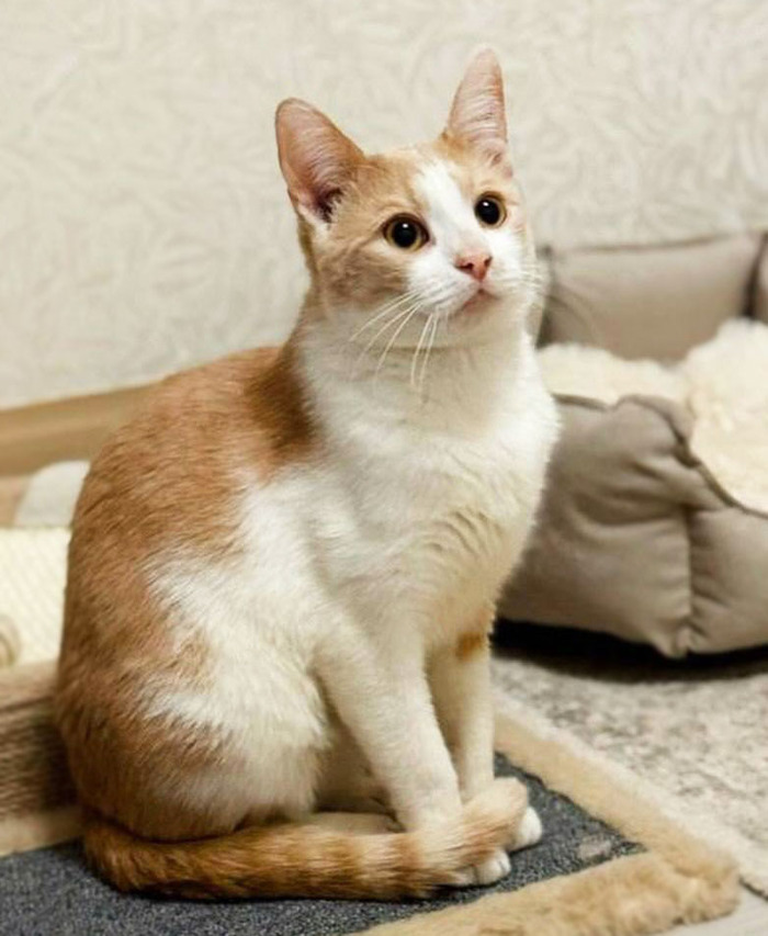 Котик Ям очень хочет домой!