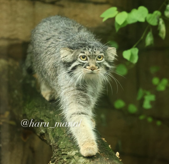 Стремительная Абри