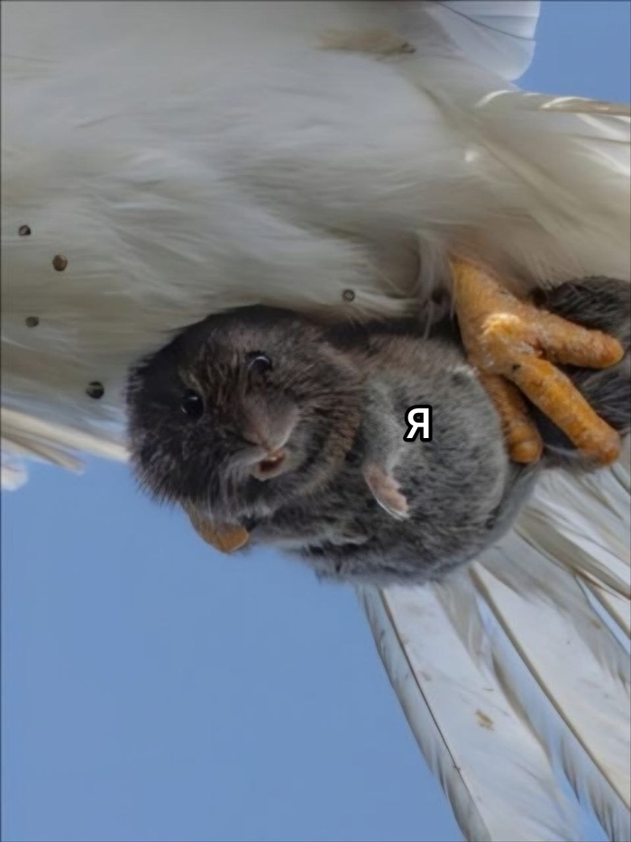    , , ,  , 