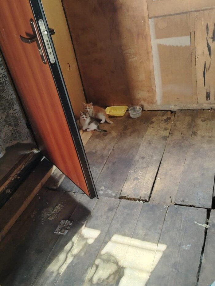 СПб и ЛО. Тосно. Ищут дом котята с дач. 1.5 месяца. +7980 624 19 41 - Даша