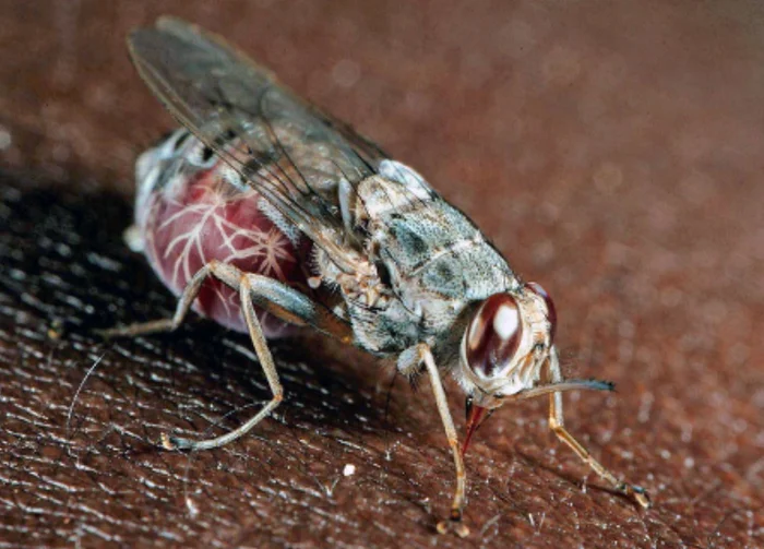 Муха цеце: Страшнее льва и крокодила. Она превратила Африку в ад, но люди применили радиацию Муха, Цеце, Насекомые, Членистоногие, Животные, Дикие животные, Яндекс Дзен, Яндекс Дзен (ссылка), Длиннопост, Повтор Муха цеце: Страшнее льва и крокодила. Она превратила Африку в ад, но люди применили радиацию Муха, Цеце, Насекомые, Членистоногие, Животные, Дикие животные, Яндекс Дзен, Яндекс Дзен (ссылка), Длиннопост, Повтор