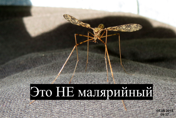 <a href="https://pikabu.ru/story/malyariynyiy_komar_vsyo_chto_nado_znat_chtobyi_ne_boyatsya_i_navsegda_zakryit_yetu_temu_12981395?u=https%3A%2F%2Fpikabu.ru%2Fstory%2Fkomardolgonozhka_lyudi_boyatsya_ikh_no_oni_absolyutno_bezobidnyi_reabilitiruem_malyariynogo_komara_v_glazakh_obshchestvennosti_12980777%3Futm_source%3Dlinkshare%26utm_medium%3Dsharing&t=%D0%9A%D0%BE%D0%BC%D0%B0%D1%80-%D0%B4%D0%BE%D0%BB%D0%B3%D0%BE%D0%BD%D0%BE%D0%B6%D0%BA%D0%B0&h=ebcfb813b41508fe45dd96d4de081c333cfbf739" title="https://pikabu.ru/story/komardolgonozhka_lyudi_boyatsya_ikh_no_oni_absolyutno_bezobidnyi_reabilitiru..." target="_blank" >Комар-долгоножка</a> абсолютно безопасен. Эти летуны питаются исключительно нектаром цветов и не переносят болячек.