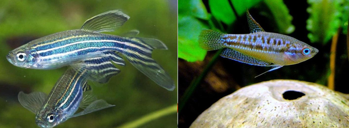 Примерно одинаковые размера рыбки. Данио и Карликовый гурами. Но только вот первые 24/7 "летают" по аквариуму, а вторые никуда не спешат. Очевидно что для данио нужно больше объема/