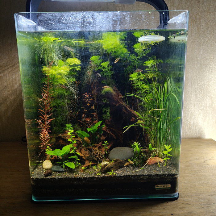 А это мой NanoCube на 30л. Тут вообще рыбы очень много, но перенаселения нет!