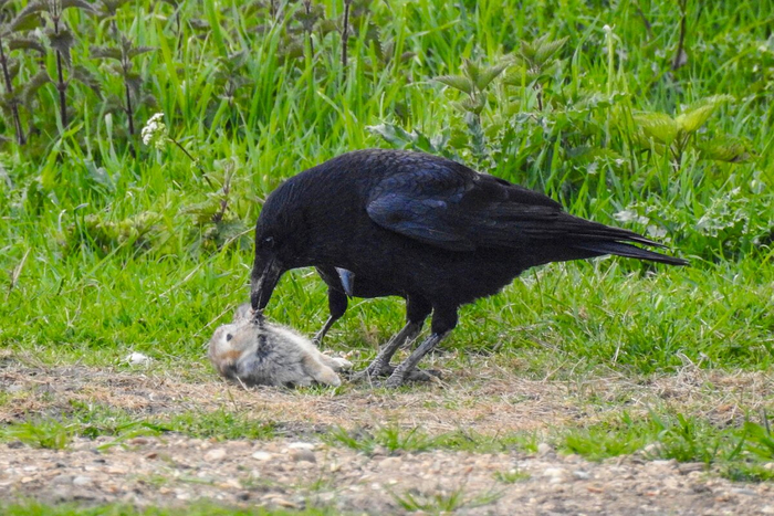 Добычу ворон и сам найдет...