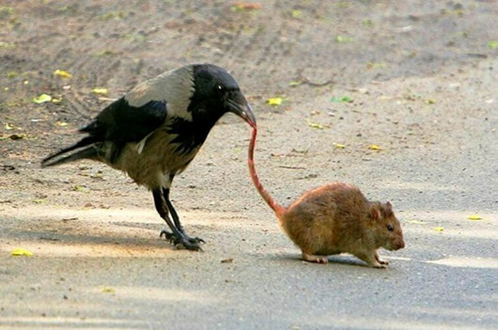 Они и над другими животными издеваются!