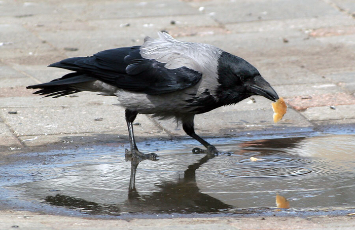 Сами вороны куда умнее. Частенько птицы смачивают кусок чёрствого хлеба в луже, чтобы он размяк.