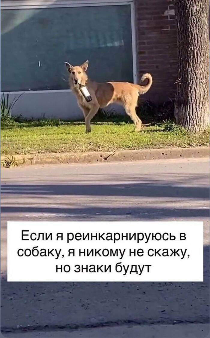    ,   , , , Telegram ()