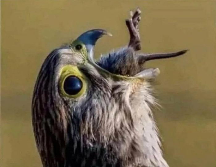 : &quot;    ,   ! &quot; :