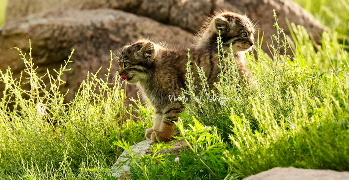 Редкий вид -- двухглавый манул!