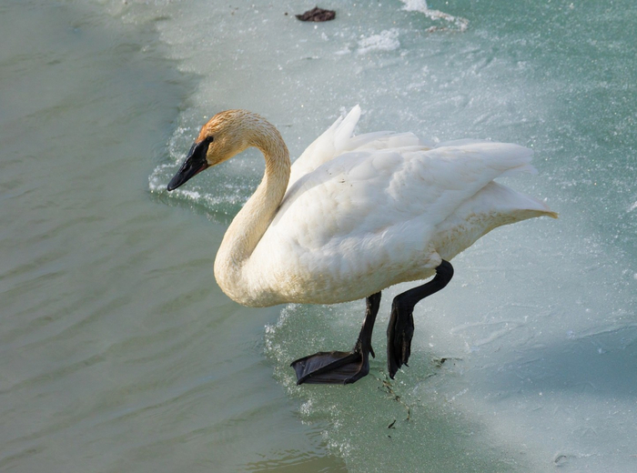 Поэтому, кстати, иногда можно увидеть трубачей с необычной расцветкой, когда вся тушка белая, а голова и шея оранжево-серые. Пока птиц добывает пищу, копаясь в донных отложениях водоема, перышки окрашиваются в бурые оттенки.