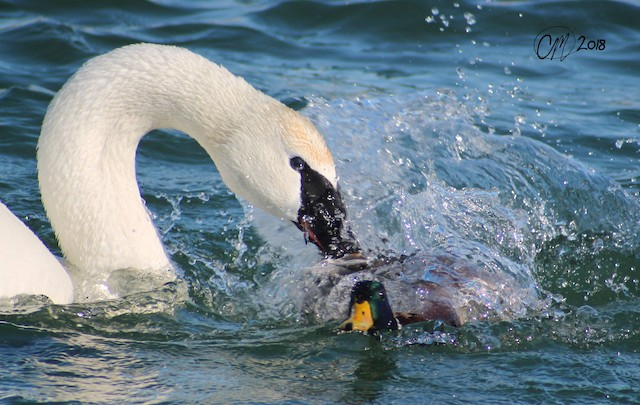 Никакого садизма и насилия! Я просто помогаю уточке помыться!