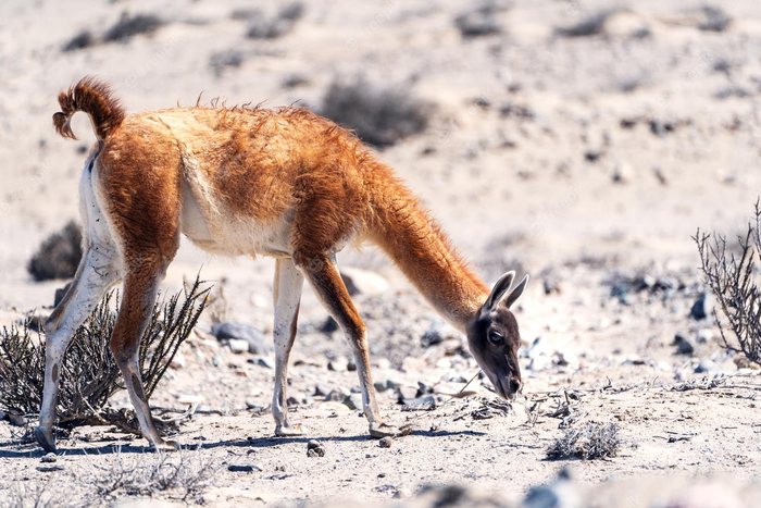 Как я ощущаю себя после веселого корпоратива.